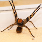 Brazilian Wandering Spider (Aranha Armadeira)