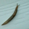 Garden Slug