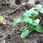 My watermelon plant