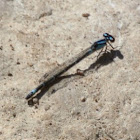 Stream Bluet Damselfly