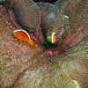 Skunk Anemonefish