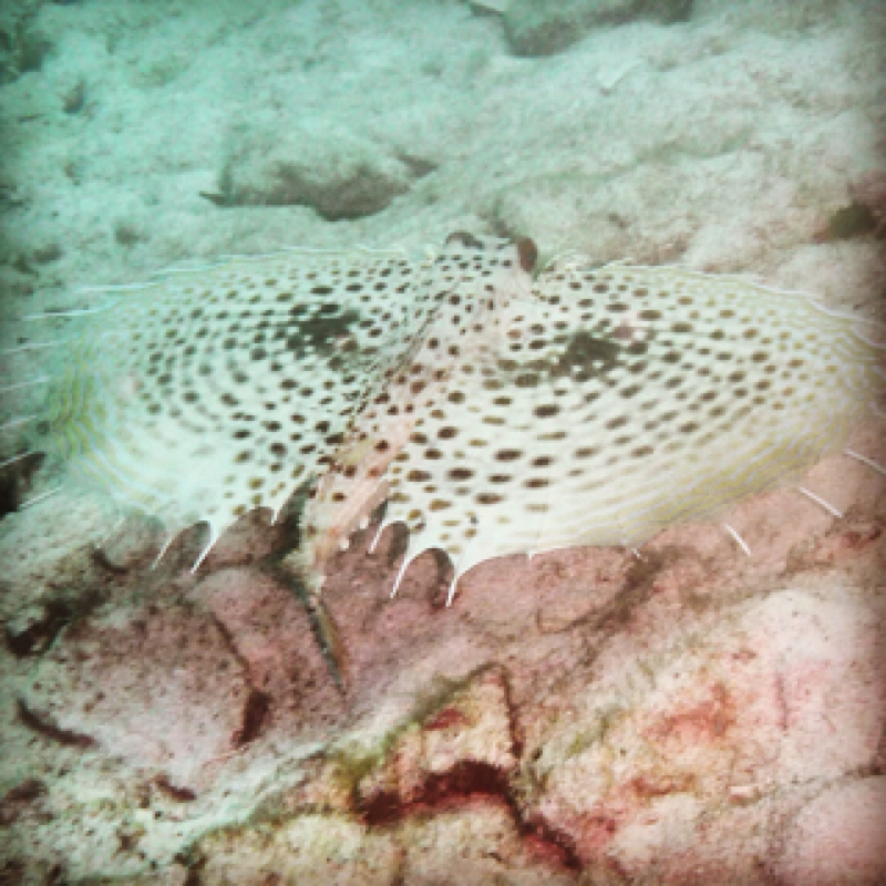 Flying gurnard