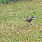 American Robin (Juvenile and Adult)