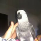 African grey parrot