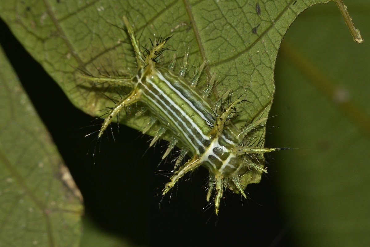 Stinging Nettle Slug Caterpillars