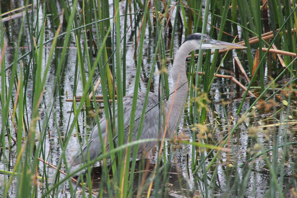 Great Blue Heron