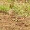 Ashy-crowned sparrow lark (female)