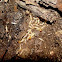 Subterranean Termites