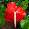 Anthurium