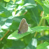 Ringlet