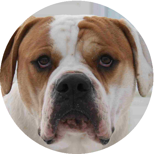 American Bulldog Wallpapers 個人化 App LOGO-APP開箱王