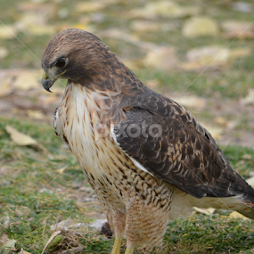 Elegant beauty by Dee Schindler VanBilliard - Animals Birds