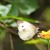 Large white