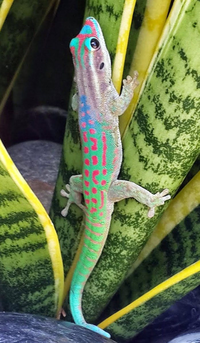Mauritius ornate day gecko Project Noah