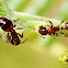 Myrmicinid ants
