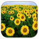 Sunflower Live Wallpaper APK