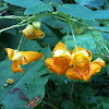 Jewelweed flowers and fruit