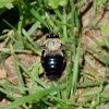 Eastern Carpenter Bee (in flight)