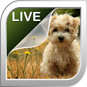 Puppies Live Wallpaper icon
