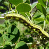 Orange-Barred Sulphur Caterpillar