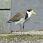 Masked Lapwing