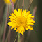 Yellow Chamomile