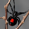 Black Widow