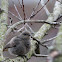 Black Redstart