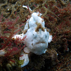 Warty Frogfish (white)