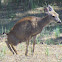 Mule Deer-female