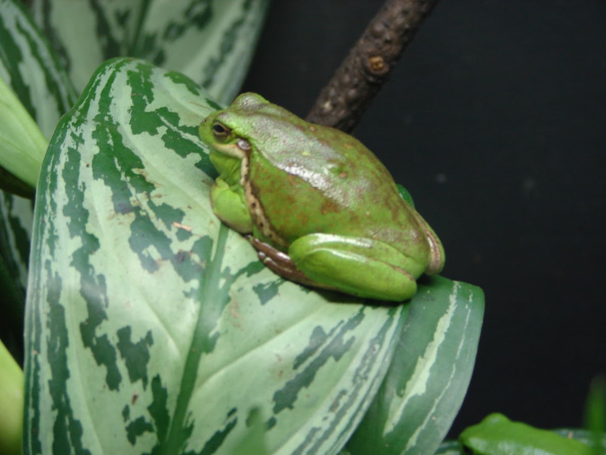 White's Tree Frog