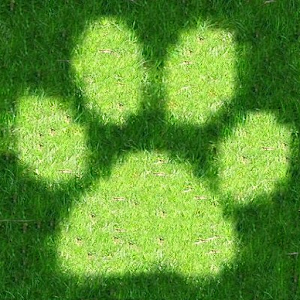 Animal Sports Sound Board.apk 1.0.1