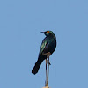 Greater Blue-eared Starling