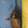 Suriname Cockroach