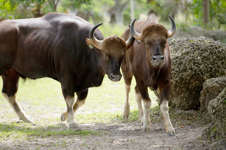 The gaur, also called Indian bison, is native to South Asia. See them at the Miami Zoo.