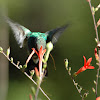 Broad-billed Hummingbird