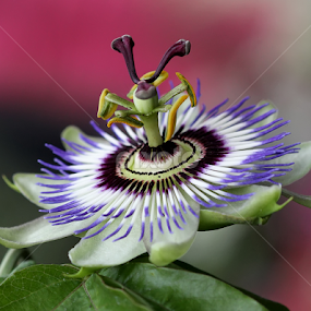 Passiflora by Nikola Vlahov - Flowers Single Flower
