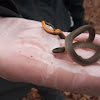 Ringneck Snake