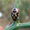Crucifer shield bug nymph. Ninfa de chinche