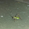 Mexican Bush Katydid