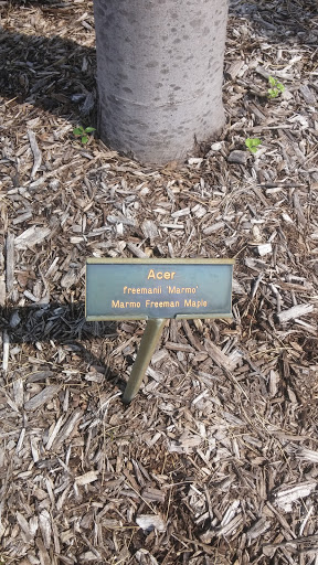 Acer Tree Plaque