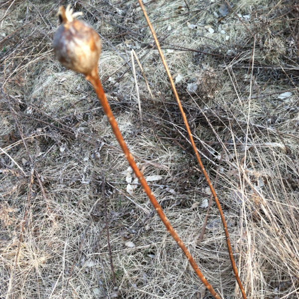 Goldenrod gall Project Noah