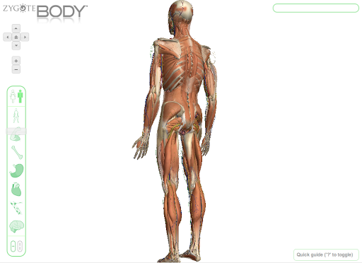 Zygote::Human 3D Female Skeleton