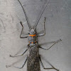 American Salmonfly