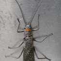 American Salmonfly