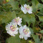 Stinking Passionflower