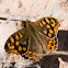 Speckled Wood