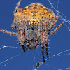 A very pregnant garden orb web spider.