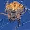 A very pregnant garden orb web spider.