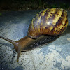 Giant African Land Snail